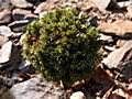 Picea abies Korenak IMG_5194 (VALENTA) Świerk pospolity